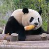 熊猫笑料放映厅头像