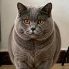 布丁是只猫头像