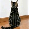 爱猫人士头像