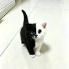 布丁是只猫头像