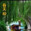 春天柳头像