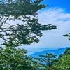 苍山松柏头像
