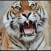 🐯是那个饲养员啊🐅头像