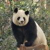 pan潘头像
