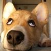 晓风bigboy头像