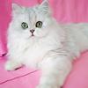 猫咪家园头像