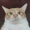 EVA懒猫头像