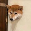八九咕咕头像