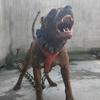 .猛犬巨比磊哥.头像
