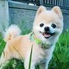 林哥爱犬头像