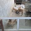 韦韦田园犬头像