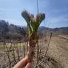 哈利路亚头像