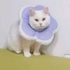 两只猫宠物店头像
