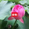 悠悠暍望头像
