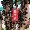 江少嘉宝果园艺头像