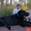 开封海轩猎狼犬头像