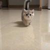 香香头像