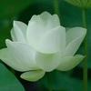 平平安安头像