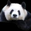 花日百看熊猫头像
