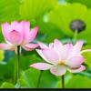 富贵永远头像