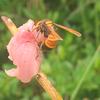 东湘河户外追蜂24818头像