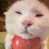 猫meme故事机头像