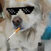 狗狗头像