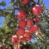 延安富硒农业好头像