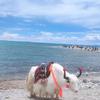 方圆海里头像