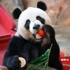 物理大熊猫头像