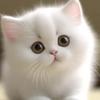 我是大猫咪喵头像