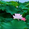 清净莲一朵莲头像