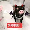 满星.头像