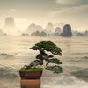 盆中景盆景园艺头像