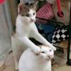 猫meme小剧场头像