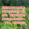 好运连连头像