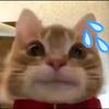 🐱头像