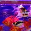 洁静水族品质观赏鱼头像