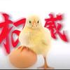 mc大鸡头像
