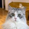 老怂猫不怂头像