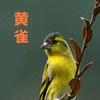 神农观百鸟头像