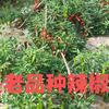 湖南老六头像