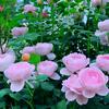 💞阳🌿光💞头像