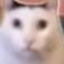 鱼头猫头像