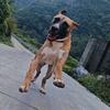 猛犬研习社头像
