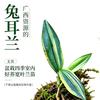 洪洪兔子苑头像