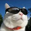会抓老鼠的猫猫头像