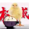 季芷头像