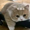 哈基呆头像