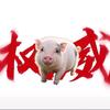 小香猪头像